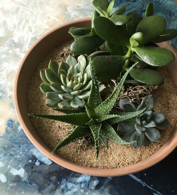 SUCCULENT TERRACOTTA PLANTER