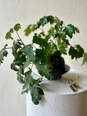 IVY KOKEDAMA IN BOWL