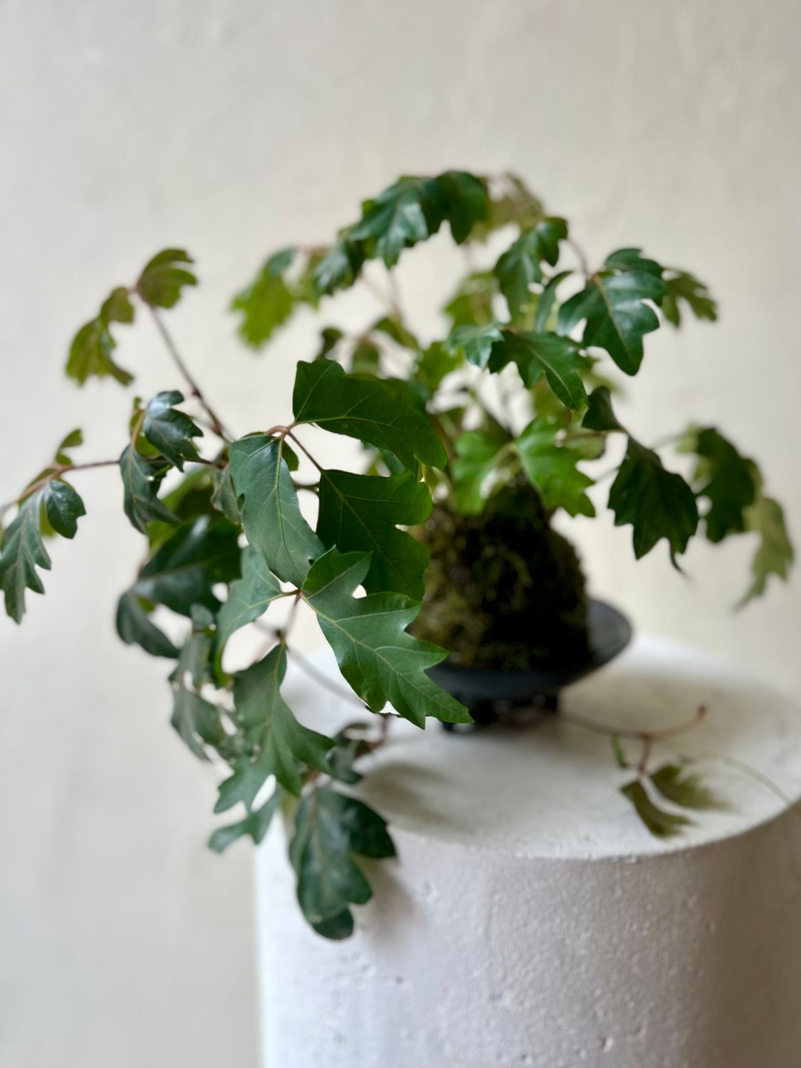 IVY KOKEDAMA IN BOWL