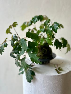IVY KOKEDAMA IN BOWL
