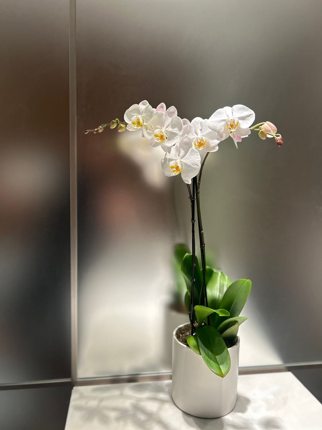 POTTED WHITE PHALAENOPSIS PLANTS - DOUBLE IN WHITE CERAMIC