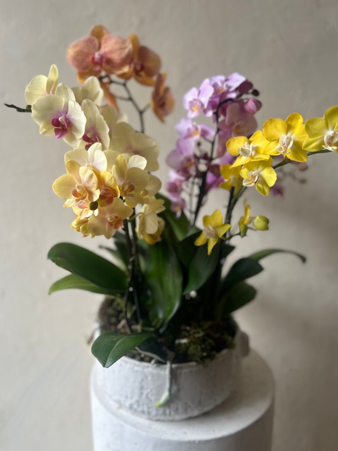 OASIS PHALAENOPSIS ORCHID PLANTER
