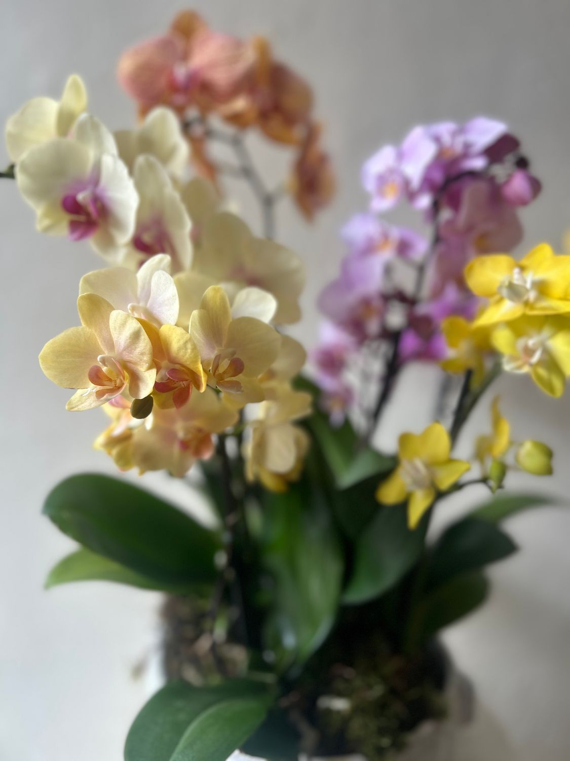 OASIS PHALAENOPSIS ORCHID PLANTER