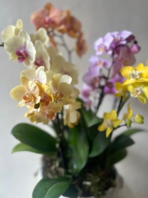 OASIS PHALAENOPSIS ORCHID PLANTER
