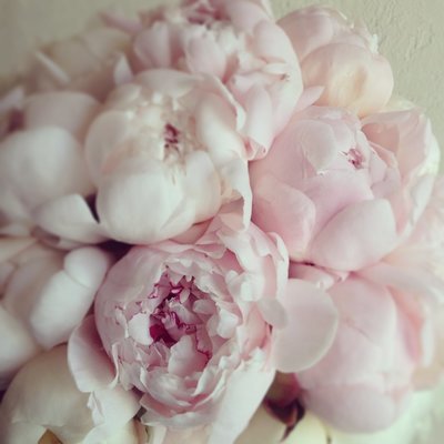 ONE OF A KIND PEONIES