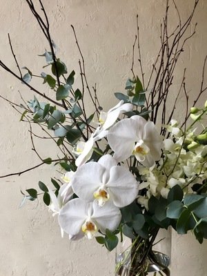 DAYBREAK ARRANGEMENT