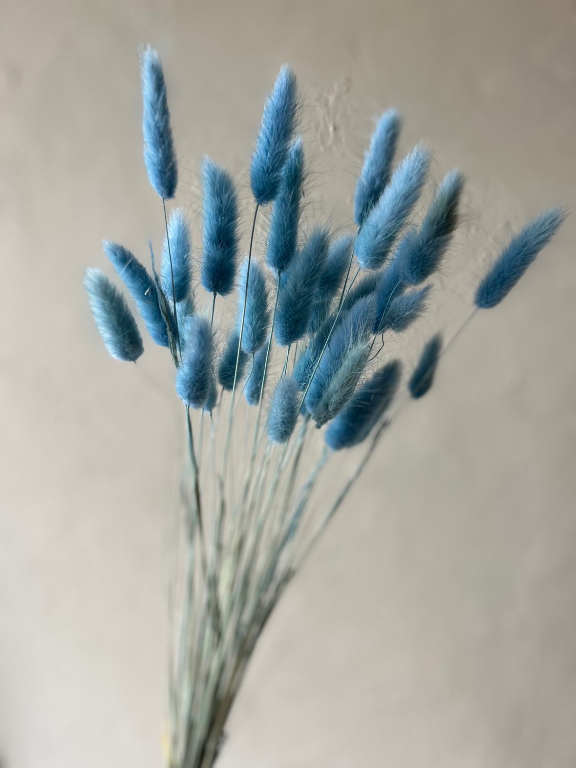 BLUE BUNNY TAIL GRASSES - BUNCH OF 20 STEMS