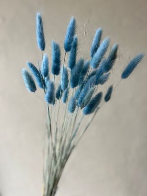 BLUE BUNNY TAIL GRASSES - BUNCH OF 20 STEMS