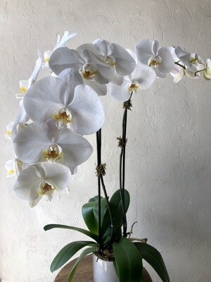 POTTED WHITE PHALAENOPSIS PLANTS - DOUBLE IN WHITE VASE