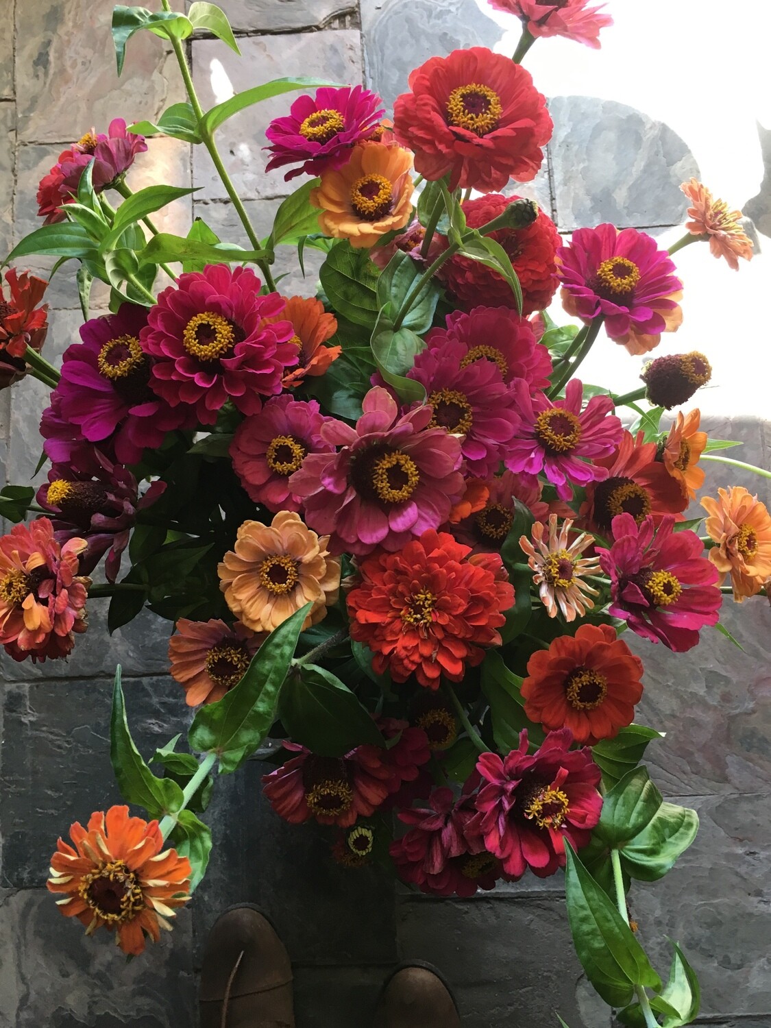 ZINNIA BUNDLE