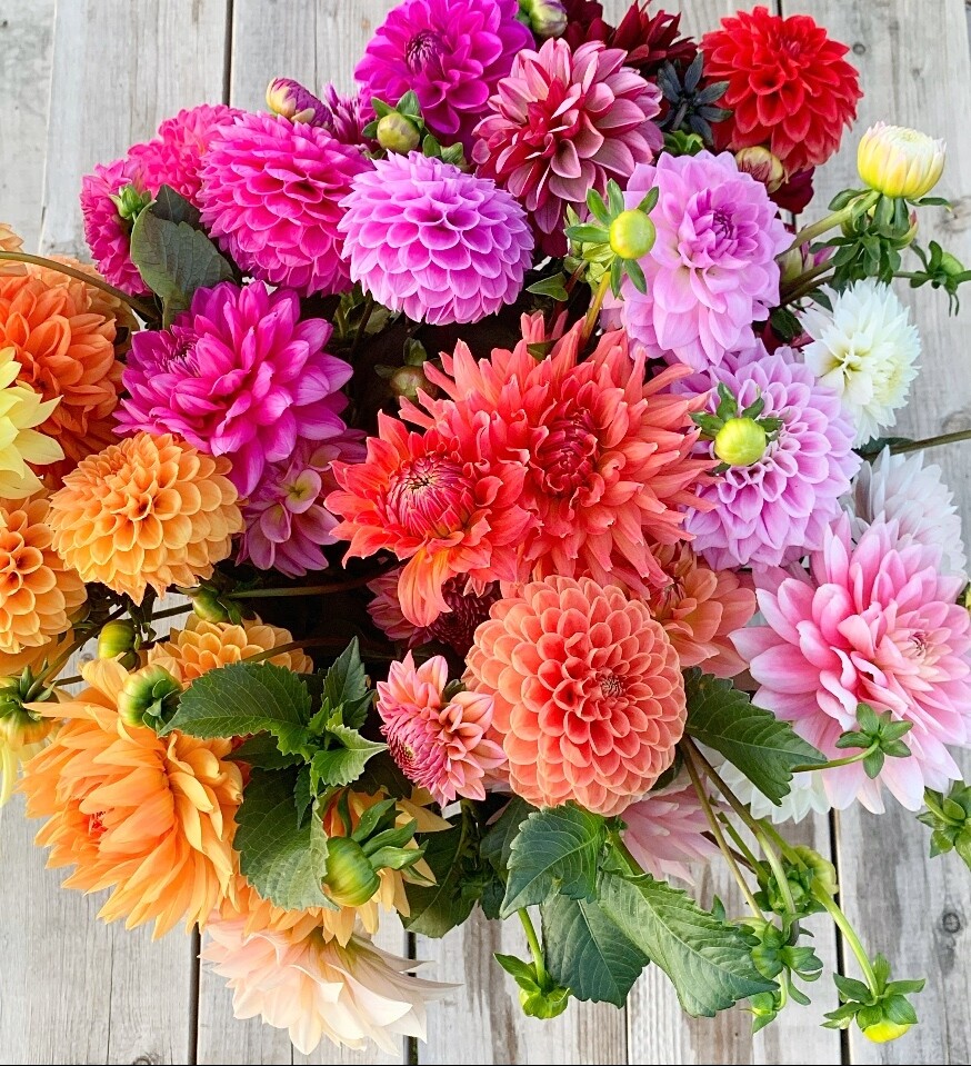 DAHLIA BUNDLE