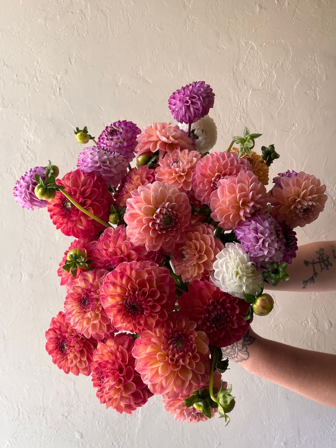 DAHLIA BUNDLE