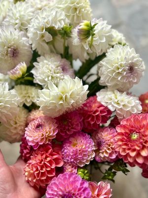 DAHLIA BUNDLE