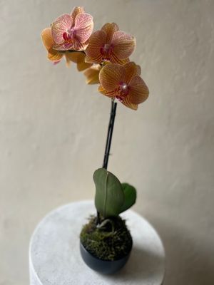 MINI PHALAENOPSIS ORCHID KOKEDAMA IN CERAMIC BOWL
