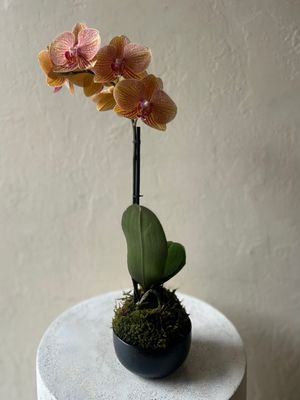 MINI PHALAENOPSIS ORCHID KOKEDAMA IN CERAMIC BOWL