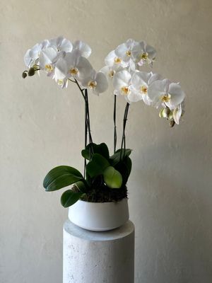 PHALAENOPSIS ORCHID PLANTER IN BOWL