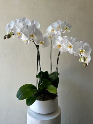 PHALAENOPSIS ORCHID PLANTER IN BOWL