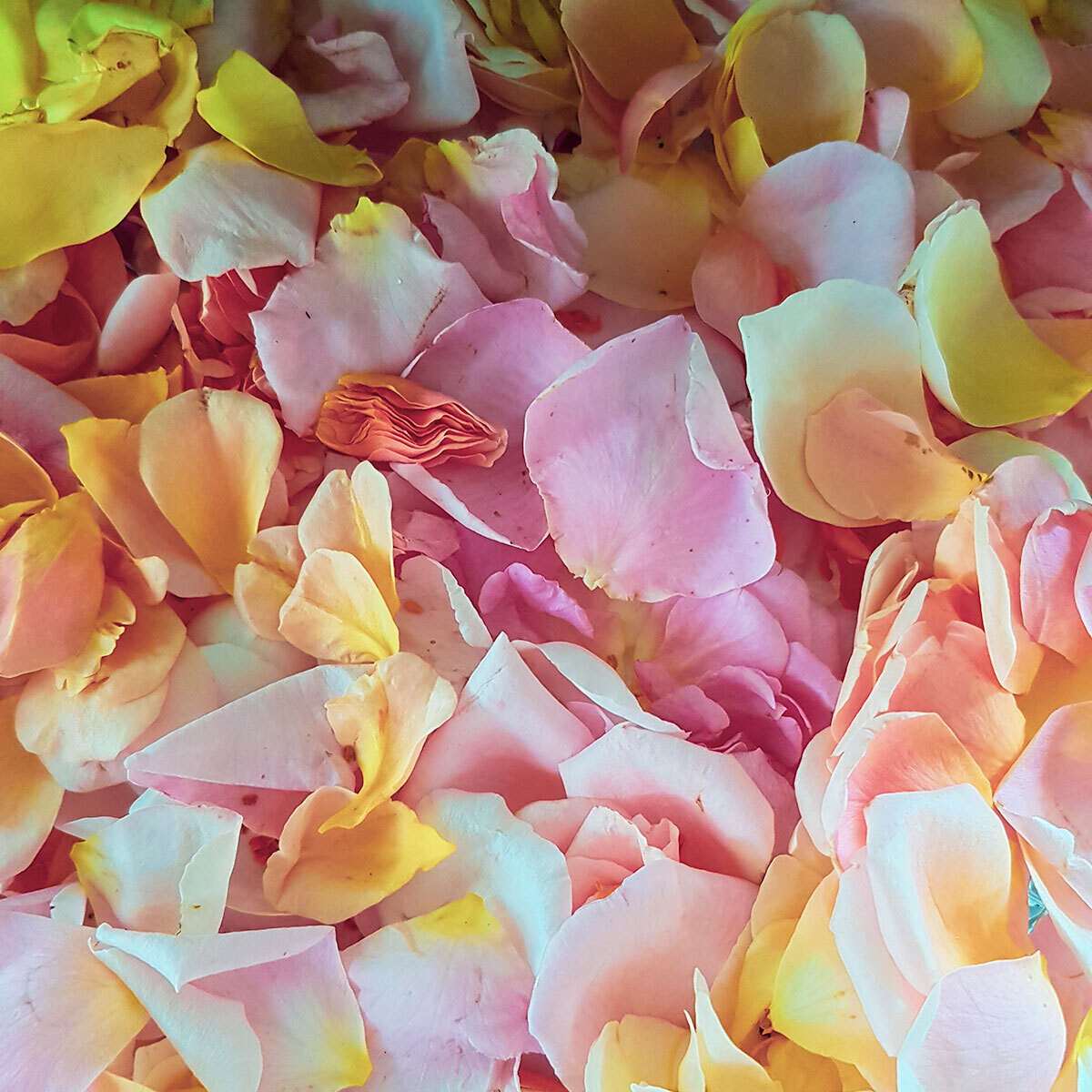 FRESH ROSE PETALS