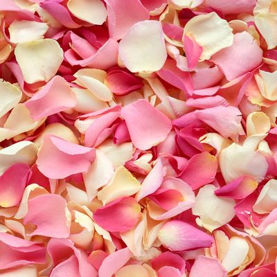 FRESH ROSE PETALS