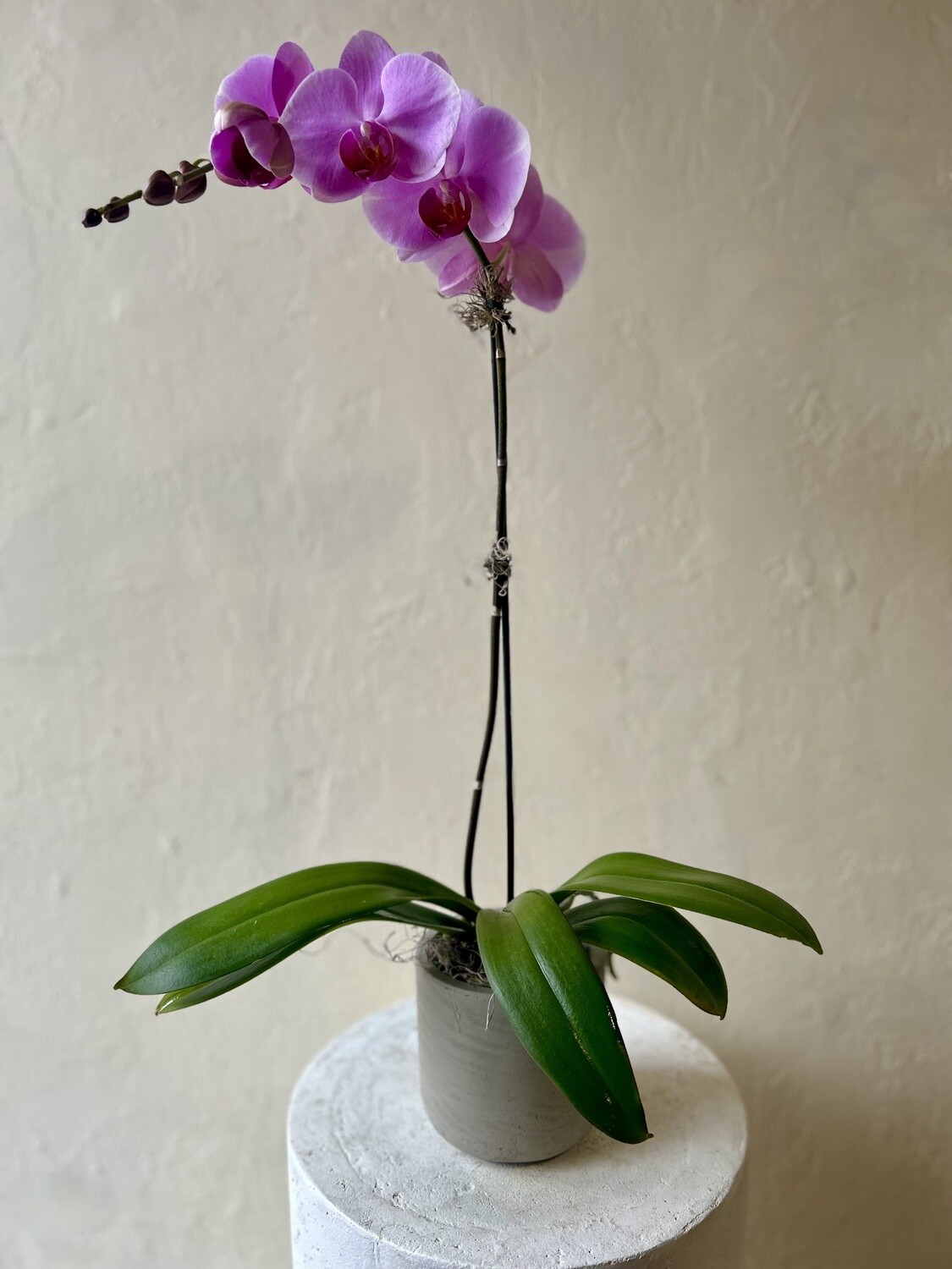 POTTED PURPLE PHALAENOPSIS PLANT IN CERAMIC POT