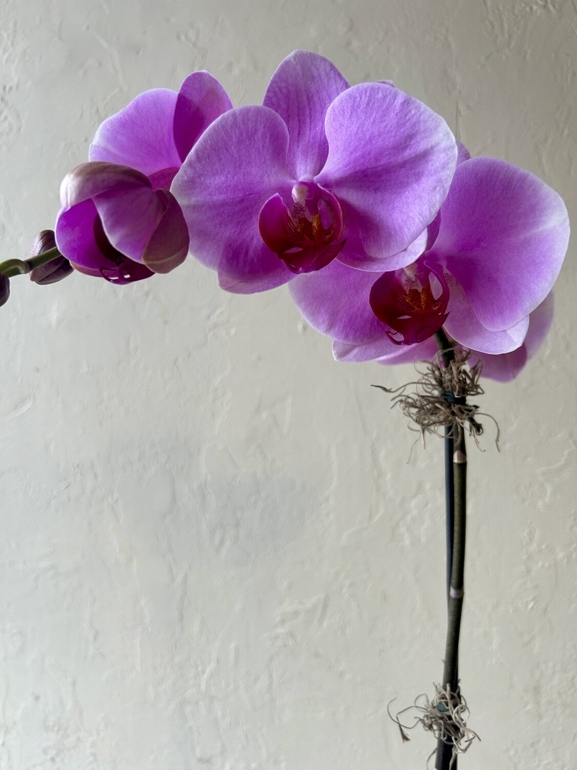 POTTED PURPLE PHALAENOPSIS PLANT IN CERAMIC POT