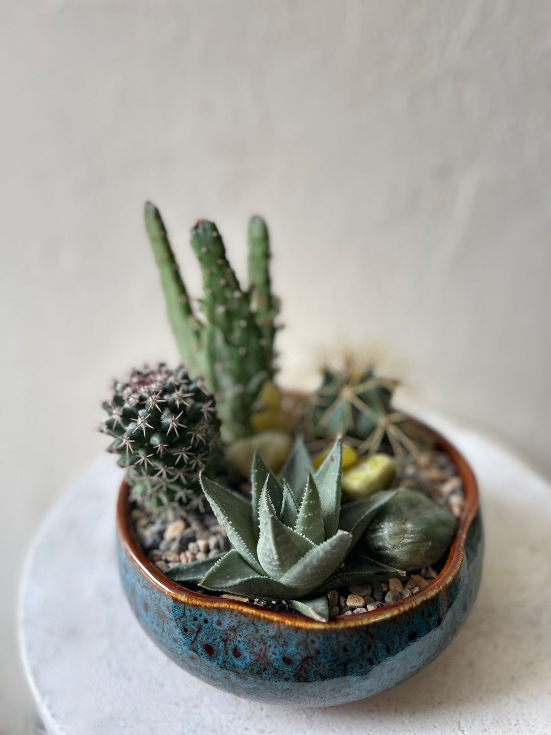 MIXED SUCCULENT &amp; CACTI PLANTER