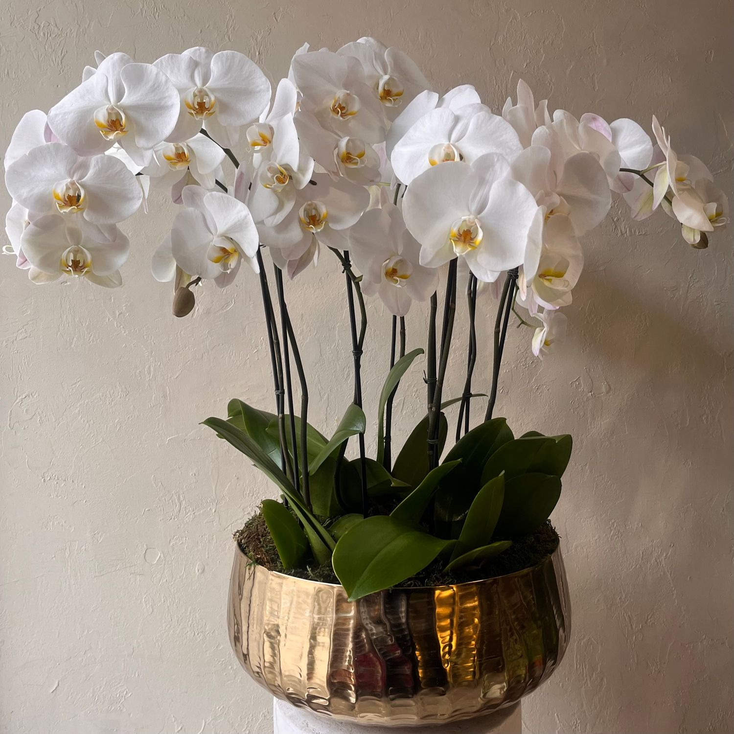 LUXE PHALAENOPSIS ORCHID PLANTER IN GOLD BOWL