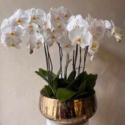 LUXE PHALAENOPSIS ORCHID PLANTER IN GOLD BOWL
