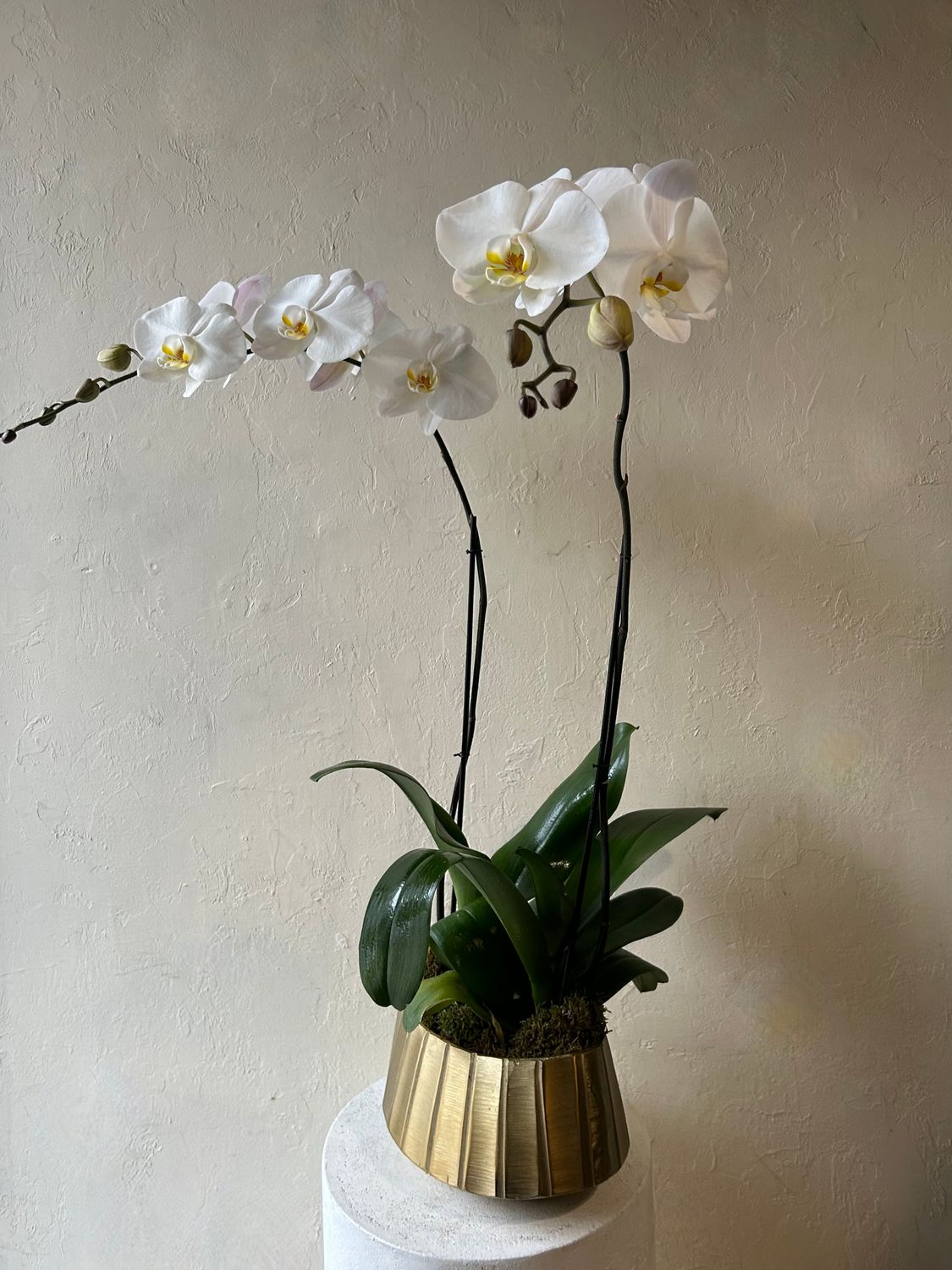 DOUBLE PHALAENOPSIS PLANTS IN GOLD HELENA BOWL