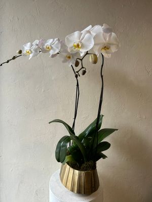 DOUBLE PHALAENOPSIS PLANTS IN GOLD HELENA BOWL