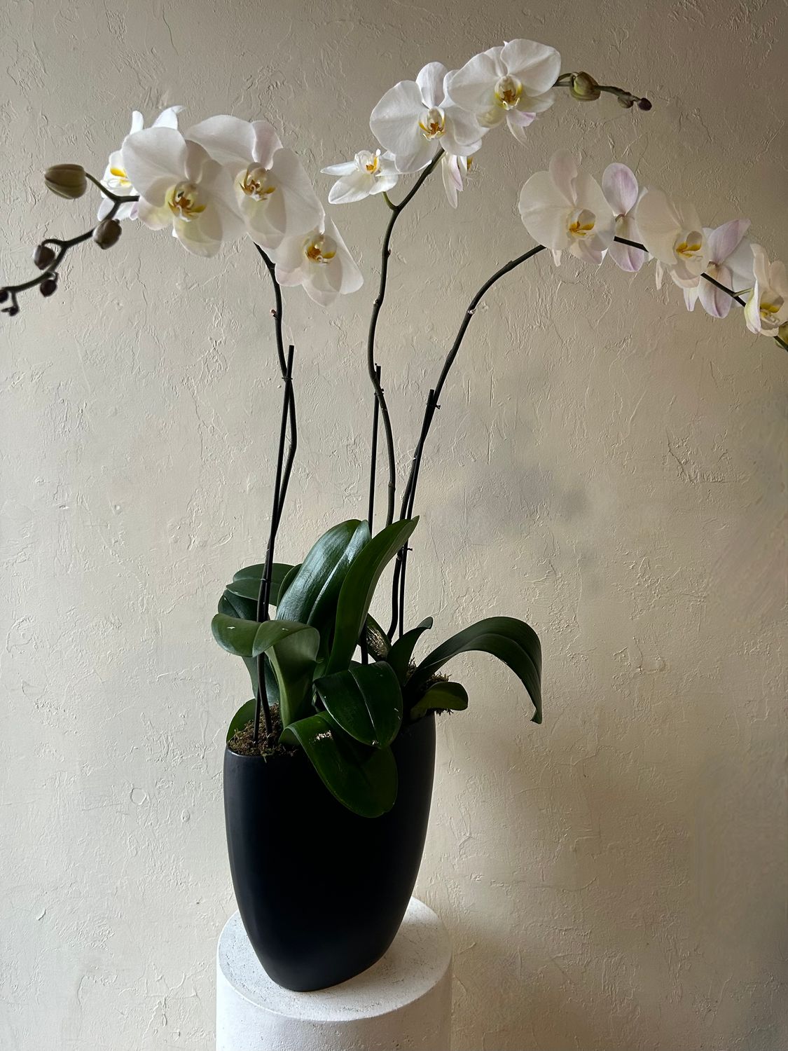 PHALAENOPSIS PLANTS IN SASSO VASE