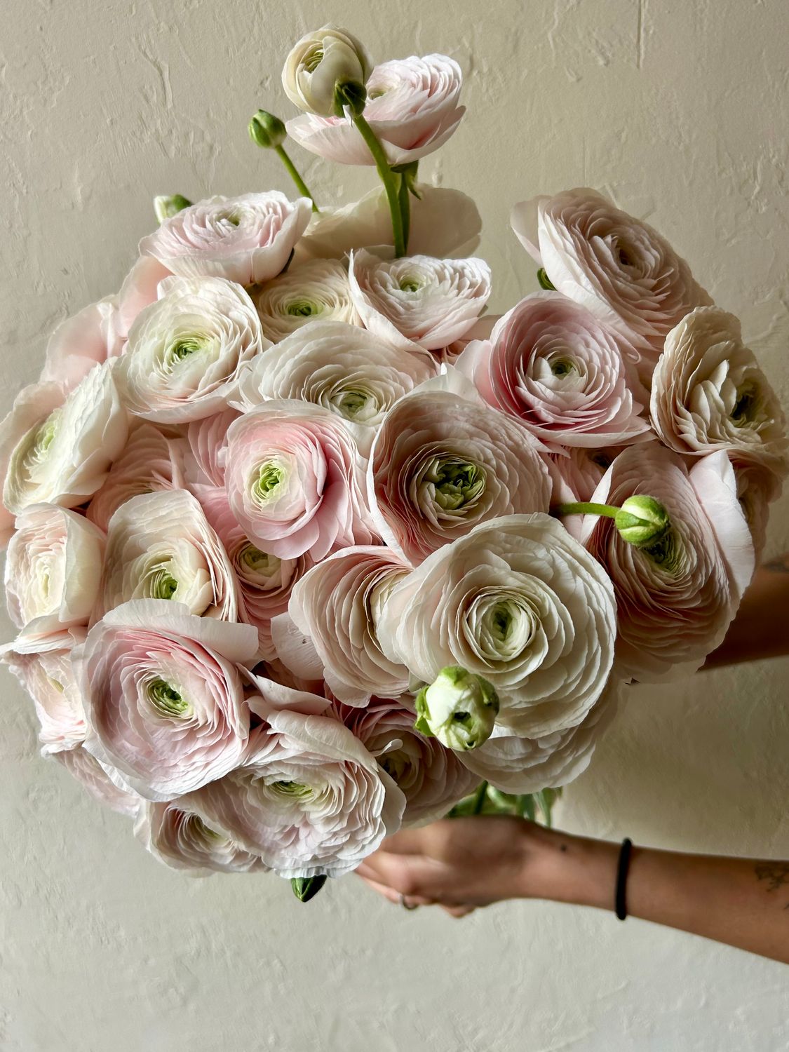 MASSED BLUSH RANUNCULUS