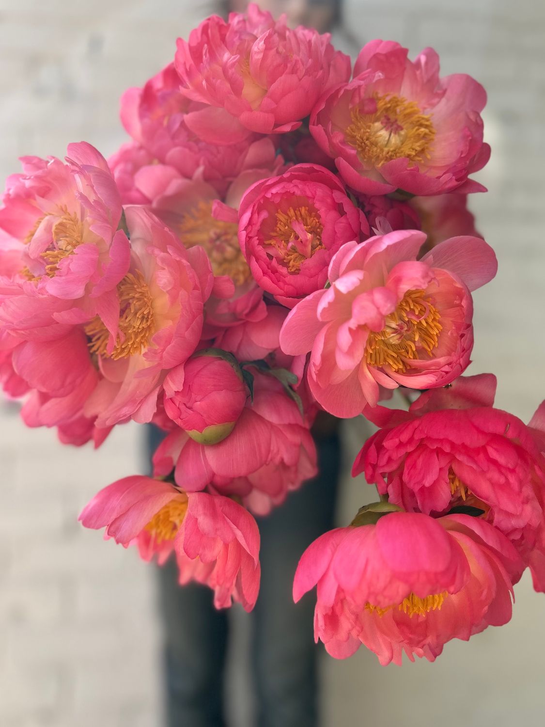 CHARM PEONIES EN MASSE