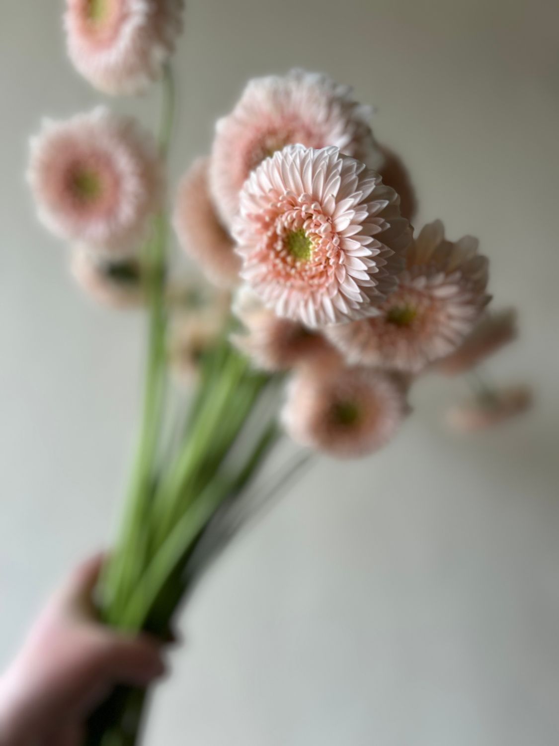 ONE OF A KIND SWEETNESS DAISIES