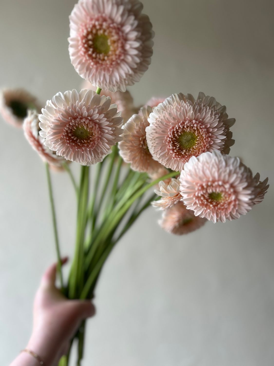 ONE OF A KIND SWEETNESS DAISIES