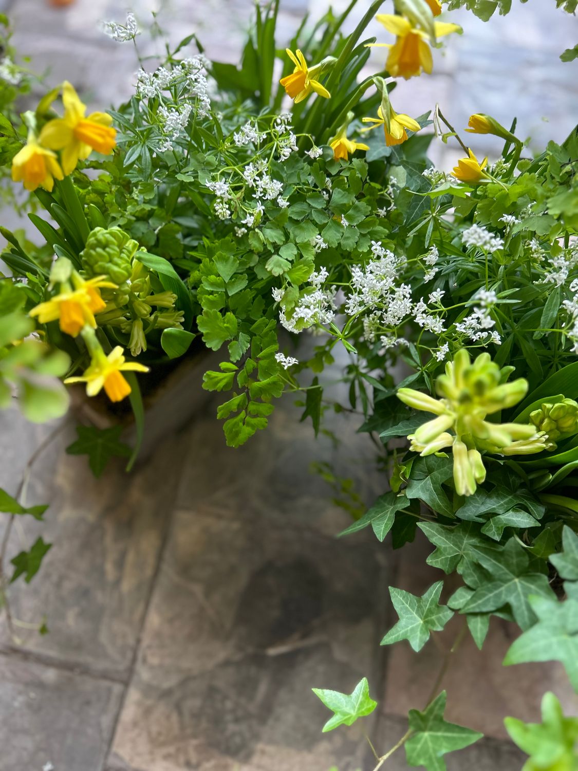 SPRING BULB + FERN PLANTER