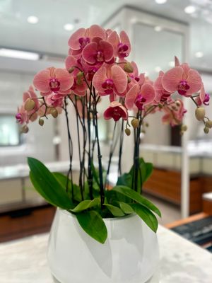 CORAL PHALAENOPSIS ORCHID PLANTER