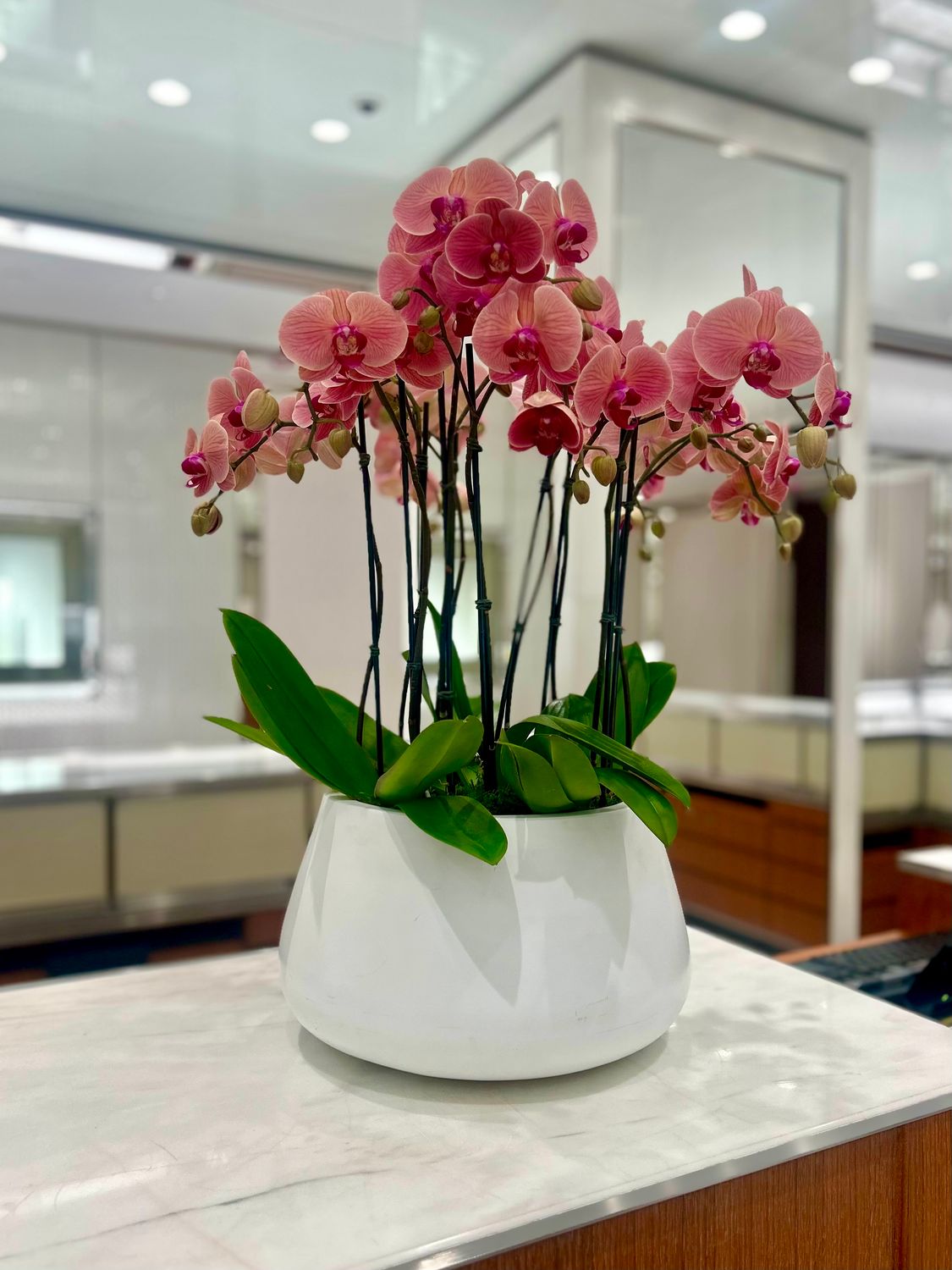 CORAL PHALAENOPSIS ORCHID PLANTER