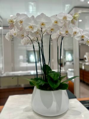 WHITE PHALAENOPSIS ORCHID PLANTER