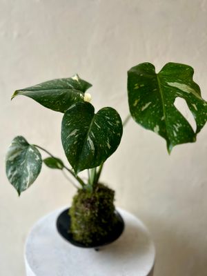 MONSTERA KOKEDAMA IN BOWL