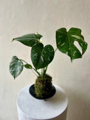 MONSTERA KOKEDAMA IN BOWL