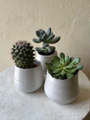 TRIO OF SUCCULENTS + CACTUS PLANTERS