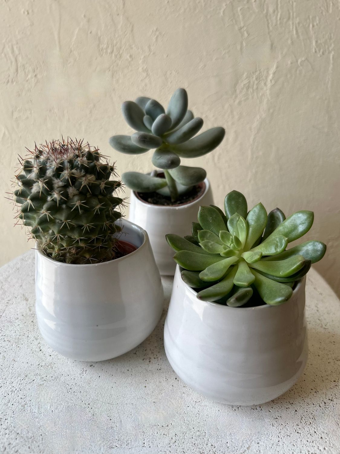 TRIO OF SUCCULENTS + CACTUS PLANTERS