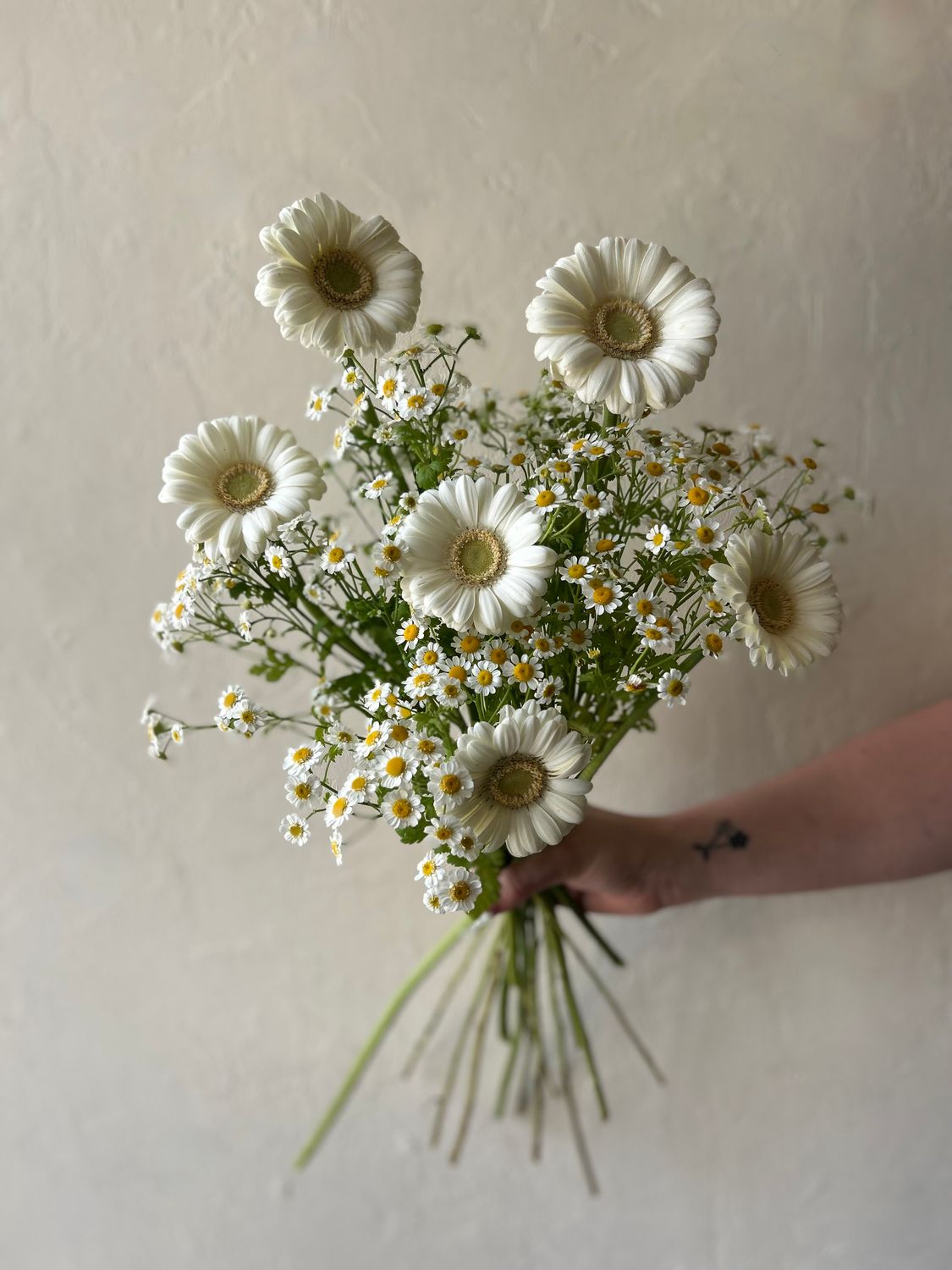 GERMINI DAISIES + FEVERFEW