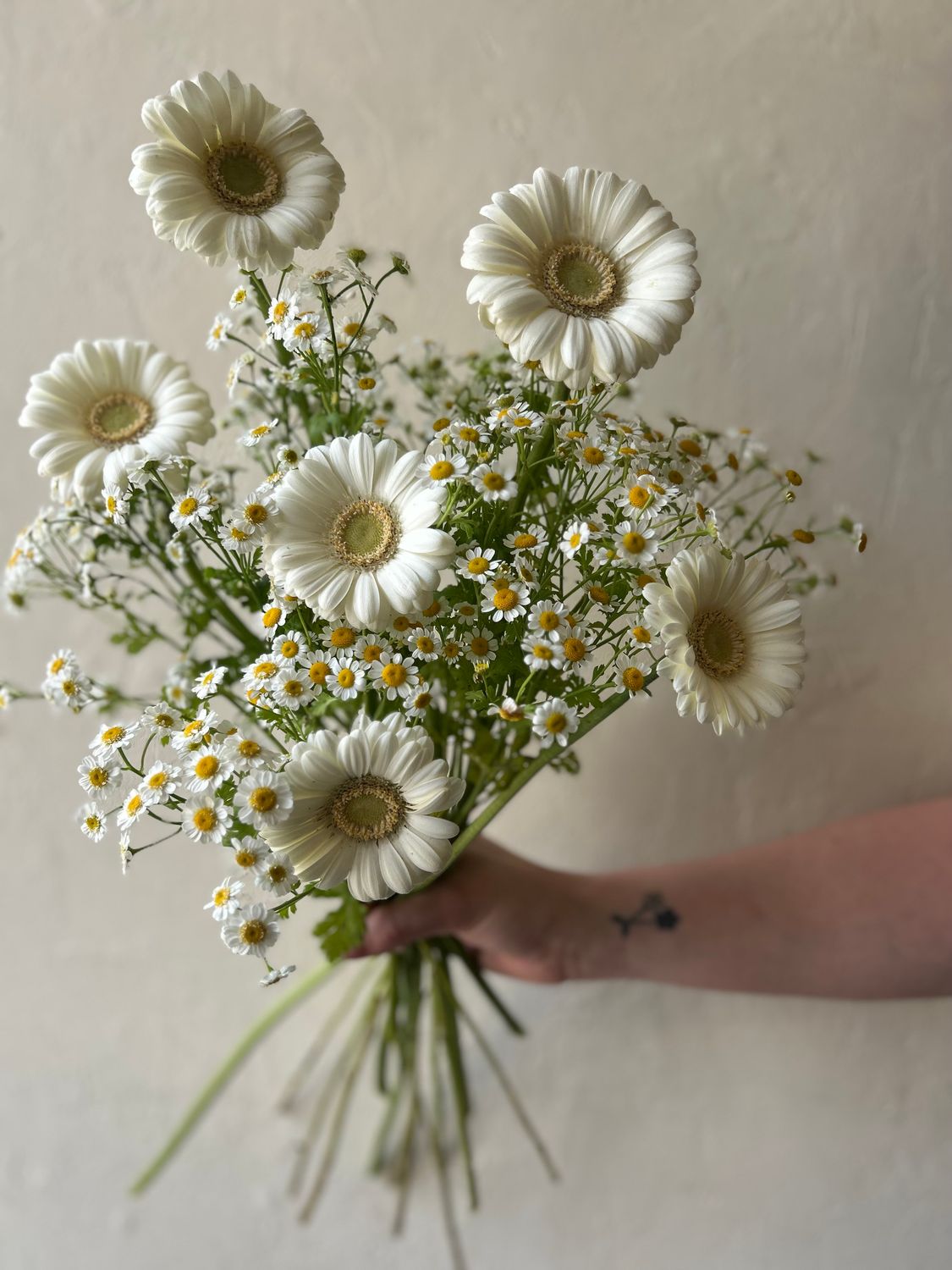 GERMINI DAISIES + FEVERFEW