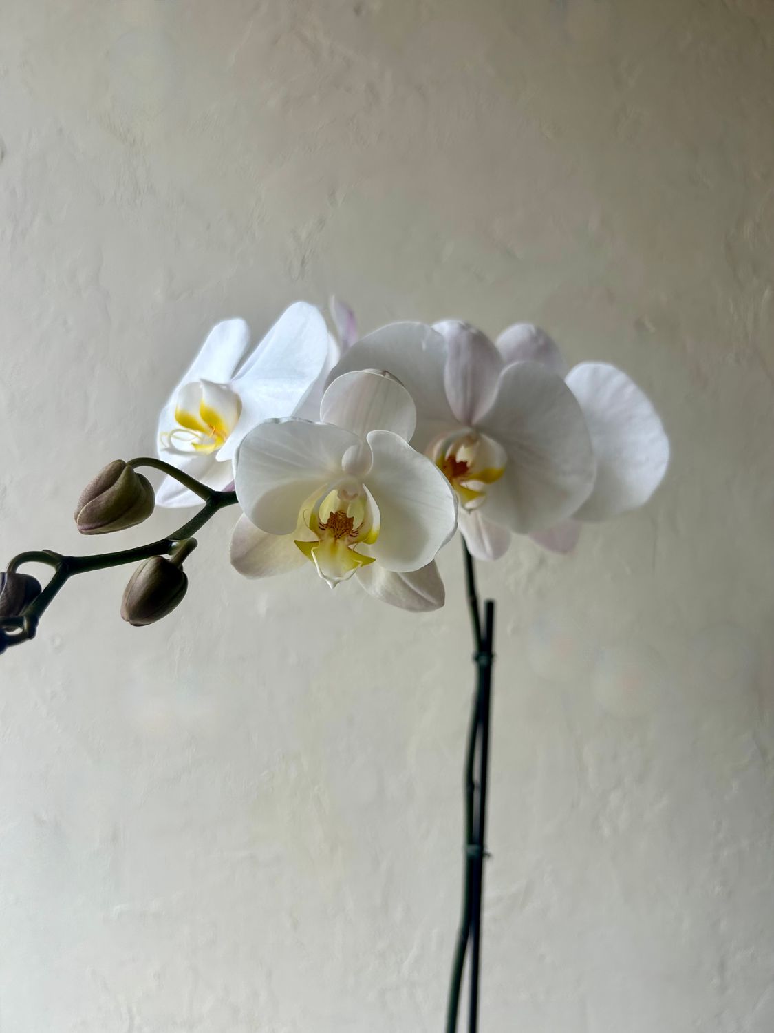 PHALAENOPSIS PLANT IN GLASS CYLINDER