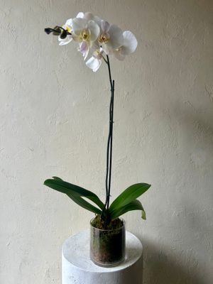 PHALAENOPSIS PLANT IN GLASS CYLINDER