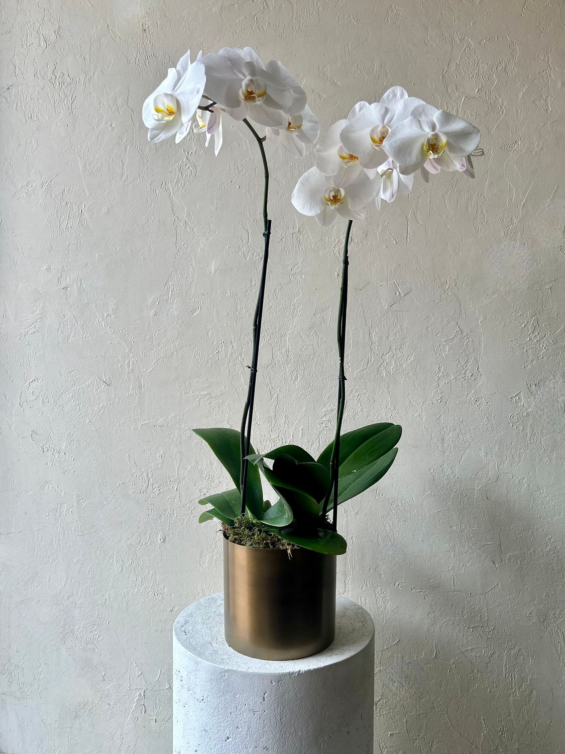 POTTED PHALAENOPSIS PLANTS - DOUBLE IN GOLD TIN