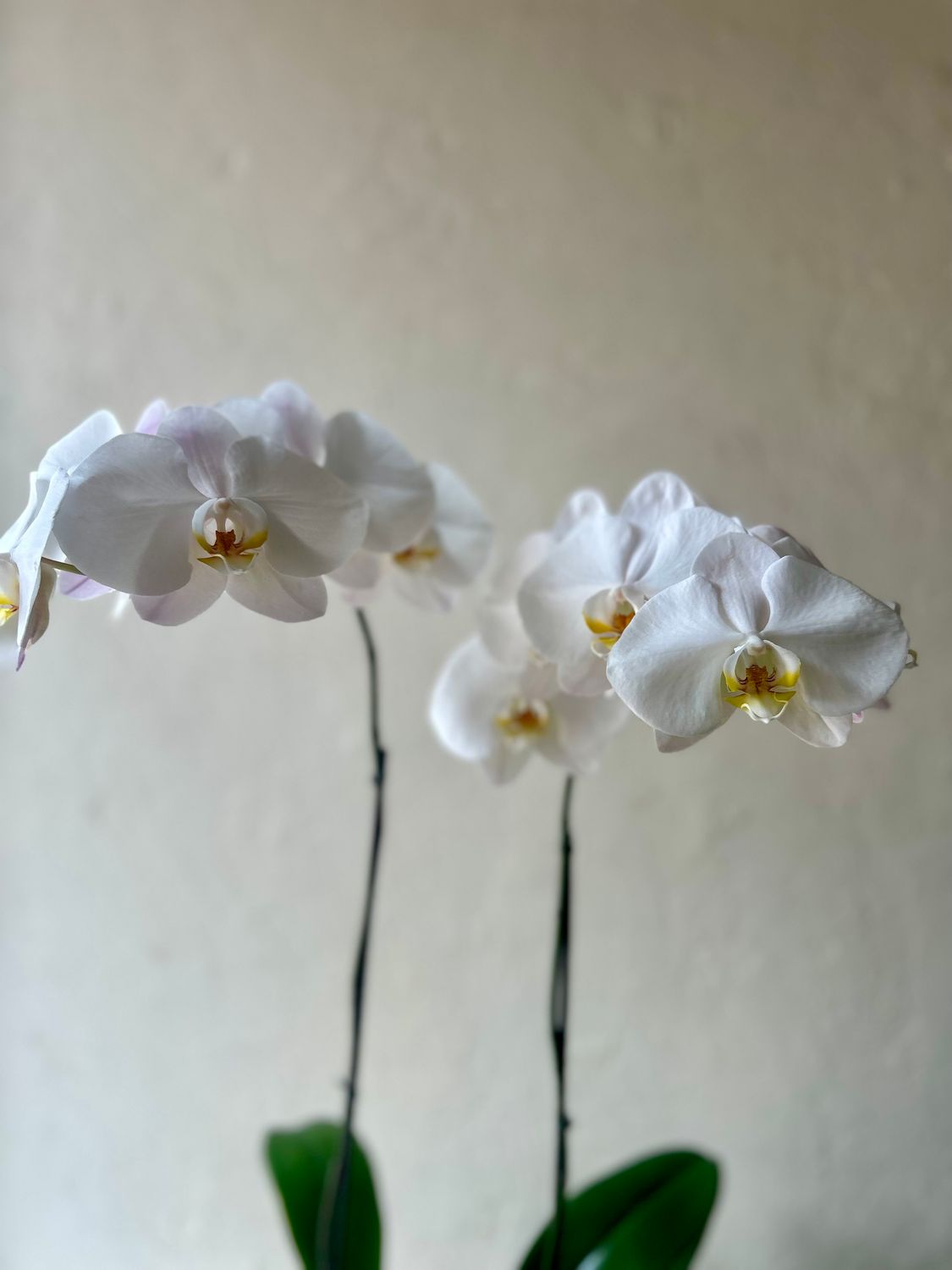 POTTED PHALAENOPSIS PLANTS - DOUBLE IN GOLD TIN