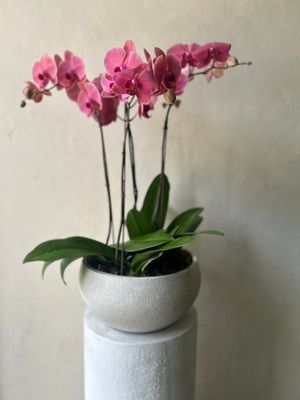 CORAL PHALAENOPSIS ORCHID PLANTER IN BOWL